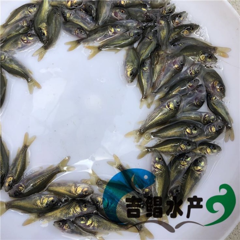 鲤鱼苗禾花鲤鱼苗