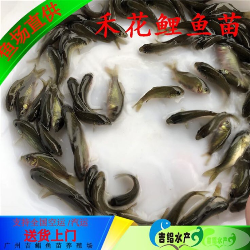 鲤鱼苗禾花鲤鱼苗