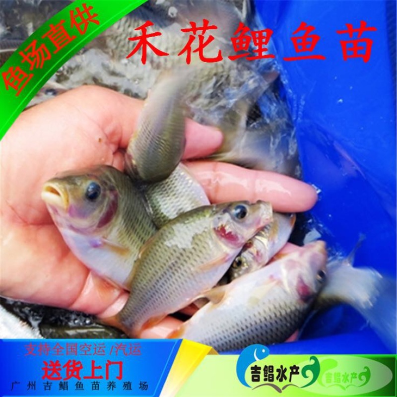 鲤鱼苗禾花鲤鱼苗