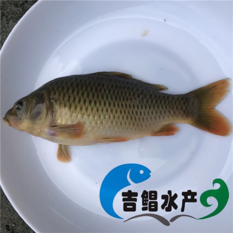 鲤鱼苗禾花鲤鱼苗