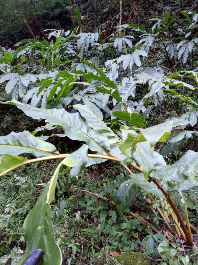 草果和方竹s，价格合适值得购买，寻找长期合作伙伴，