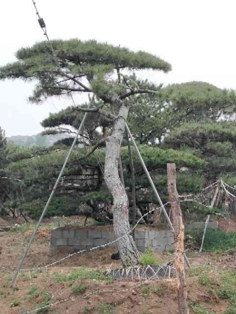 造型油松