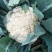 有机花菜苗，露地越冬菜花苗80天-108天菜花苗