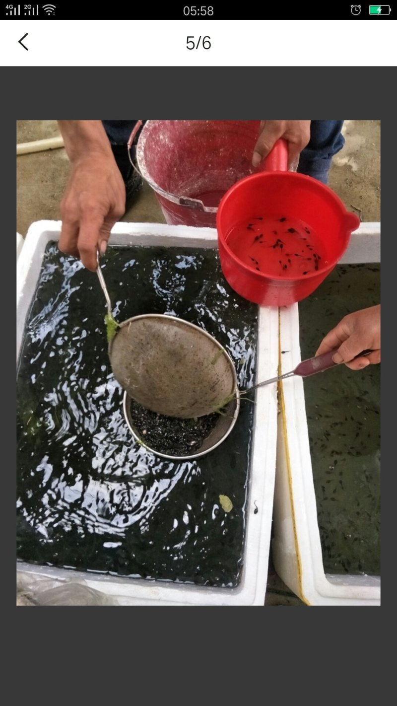 青蛙苗