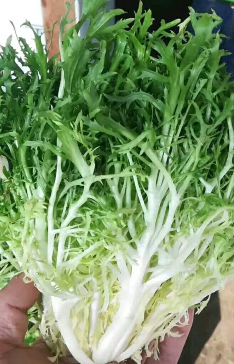 苦菊