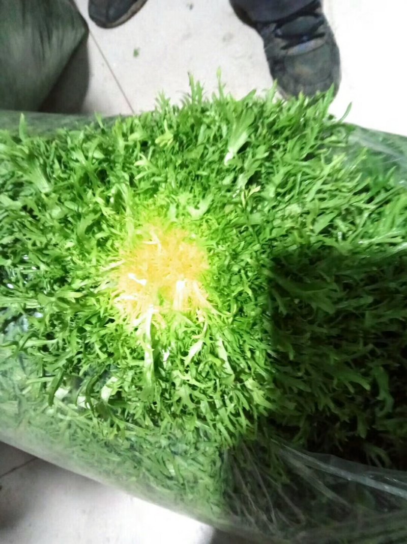苦菊