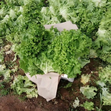 生菜