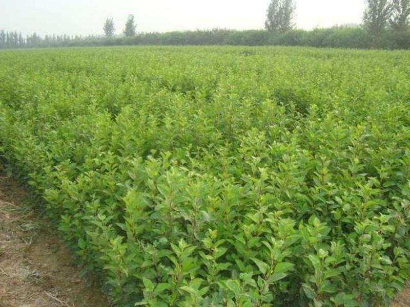 甜茶苗根系发达万能占木规格齐全量大优惠