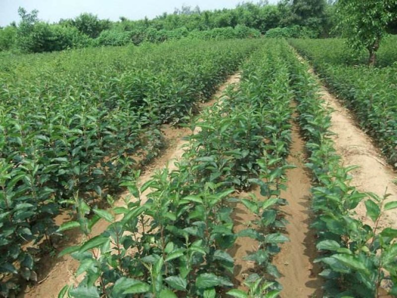 甜茶苗根系发达万能占木规格齐全量大优惠