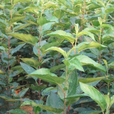 甜茶苗根系发达万能占木规格齐全量大优惠