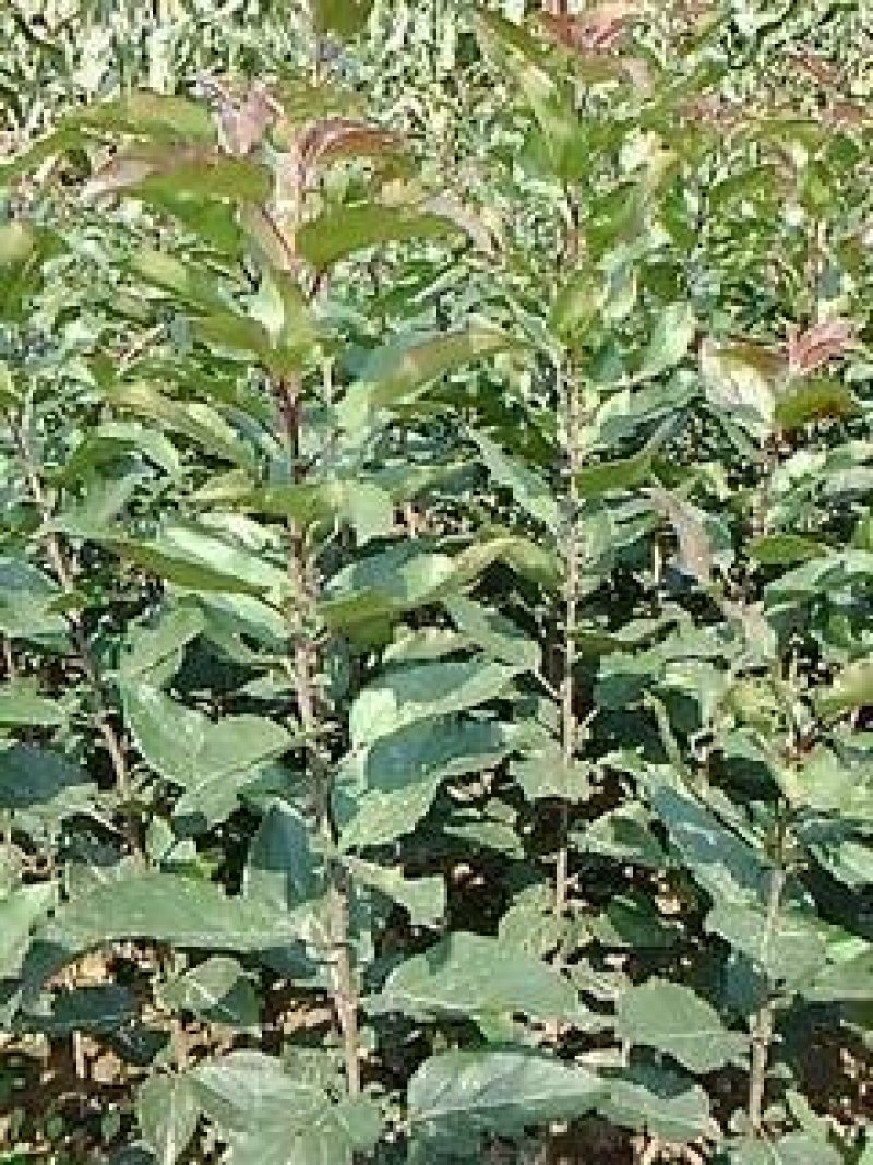 甜茶苗根系发达万能占木规格齐全量大优惠