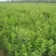 甜茶苗根系发达万能占木规格齐全量大优惠