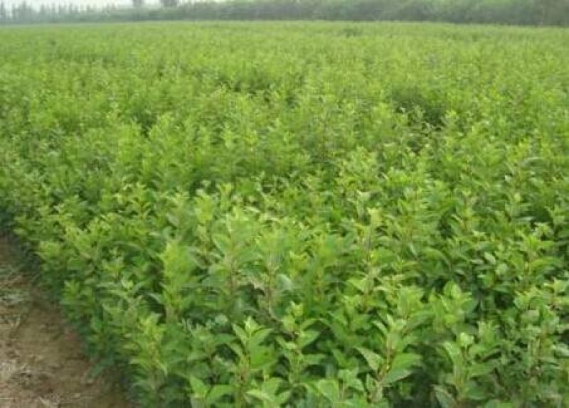 甜茶苗根系发达万能占木规格齐全量大优惠