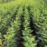 甜茶苗根系发达万能占木规格齐全量大优惠