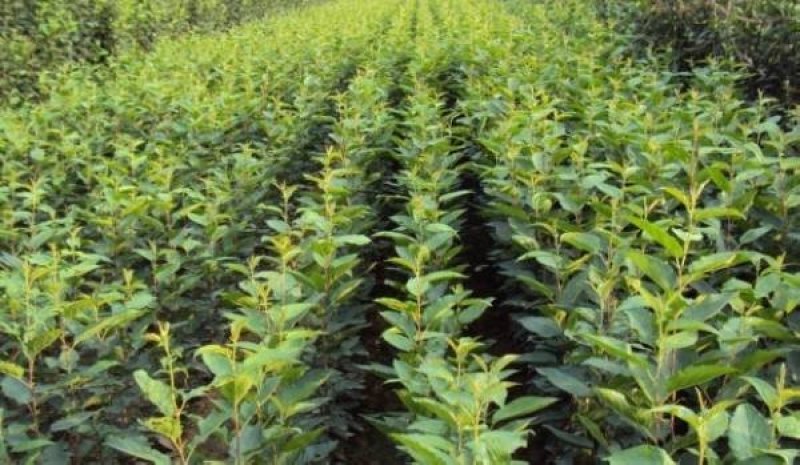 甜茶苗根系发达万能占木规格齐全量大优惠