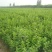 甜茶苗根系发达万能占木规格齐全量大优惠