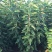 俄罗斯8号樱桃苗免费提供种植技术保湿邮寄