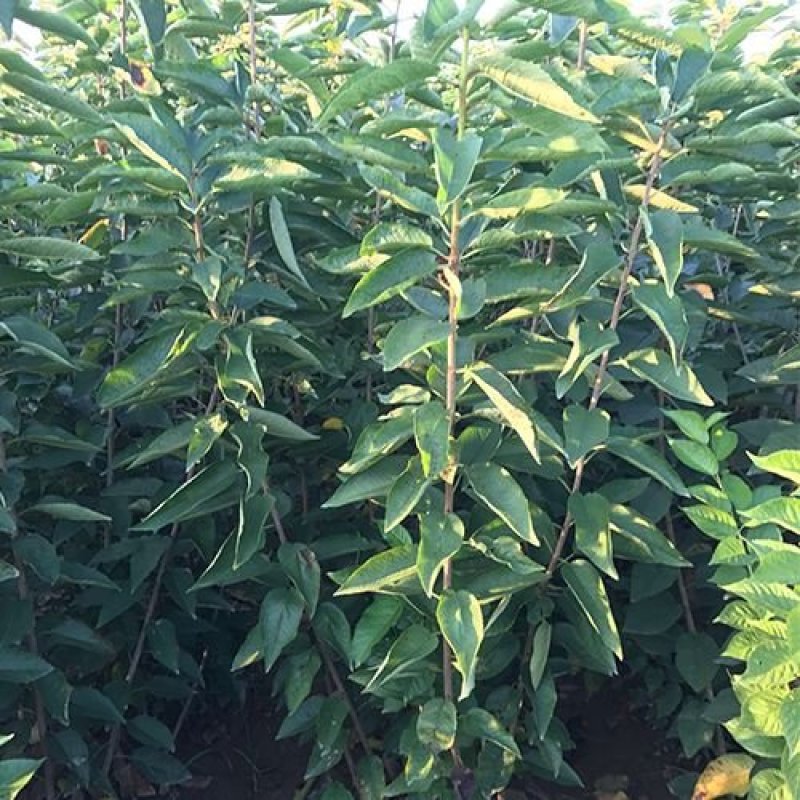 俄罗斯8号樱桃苗免费提供种植技术保湿邮寄