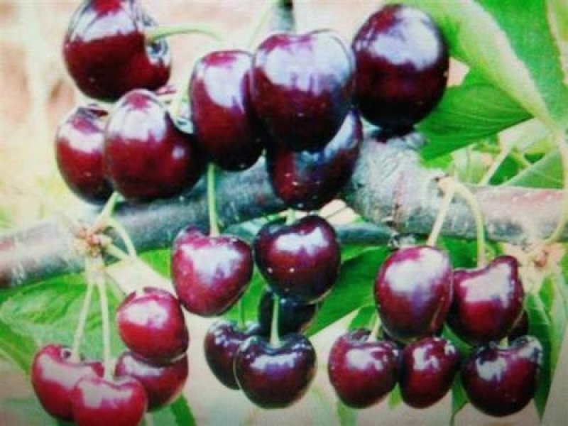 俄罗斯8号樱桃苗免费提供种植技术保湿邮寄