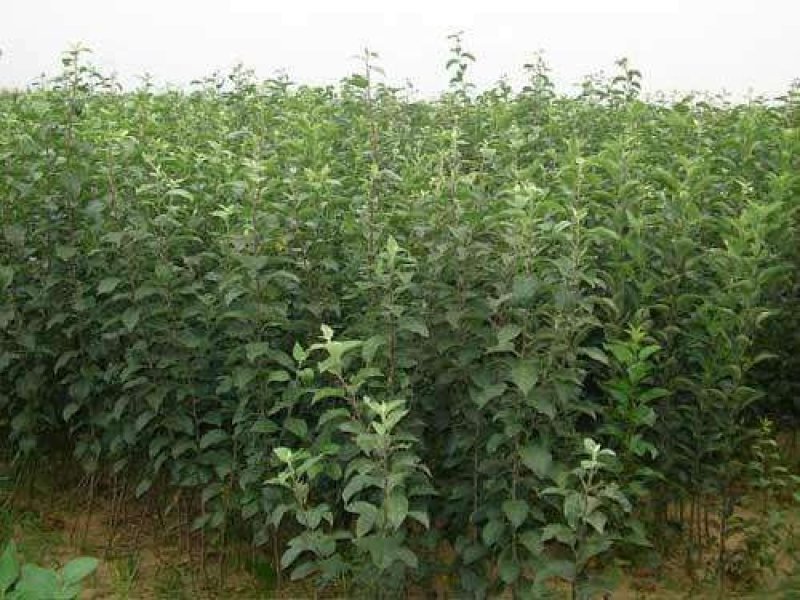 俄罗斯8号樱桃苗免费提供种植技术保湿邮寄