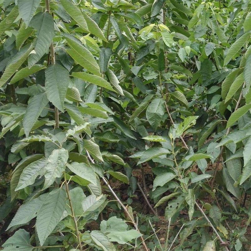 俄罗斯8号樱桃苗免费提供种植技术保湿邮寄