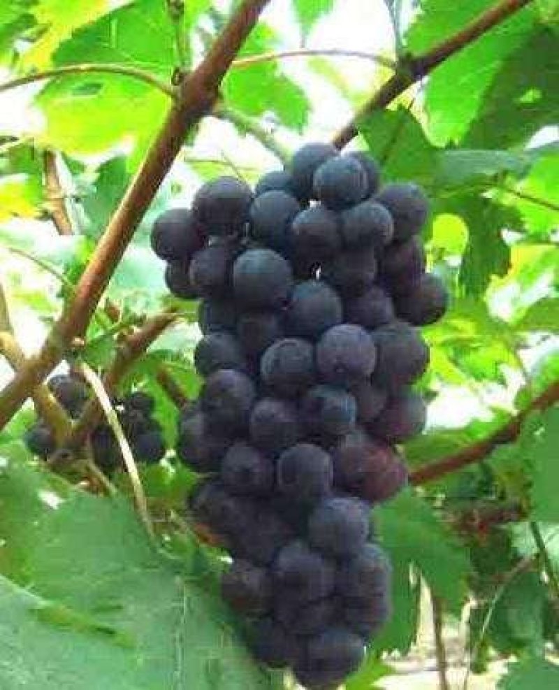 夏黑葡萄苗免费提供种植技术保湿邮寄量大优惠