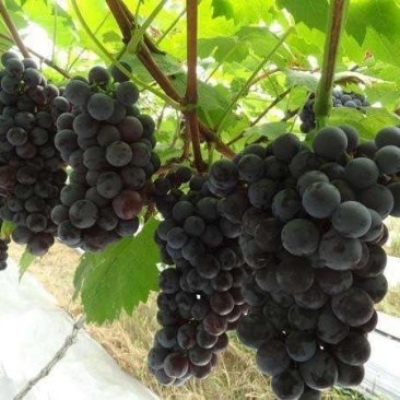 夏黑葡萄苗免费提供种植技术保湿邮寄量大优惠
