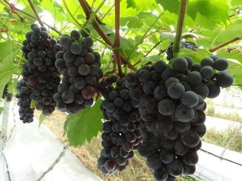 夏黑葡萄苗免费提供种植技术保湿邮寄量大优惠