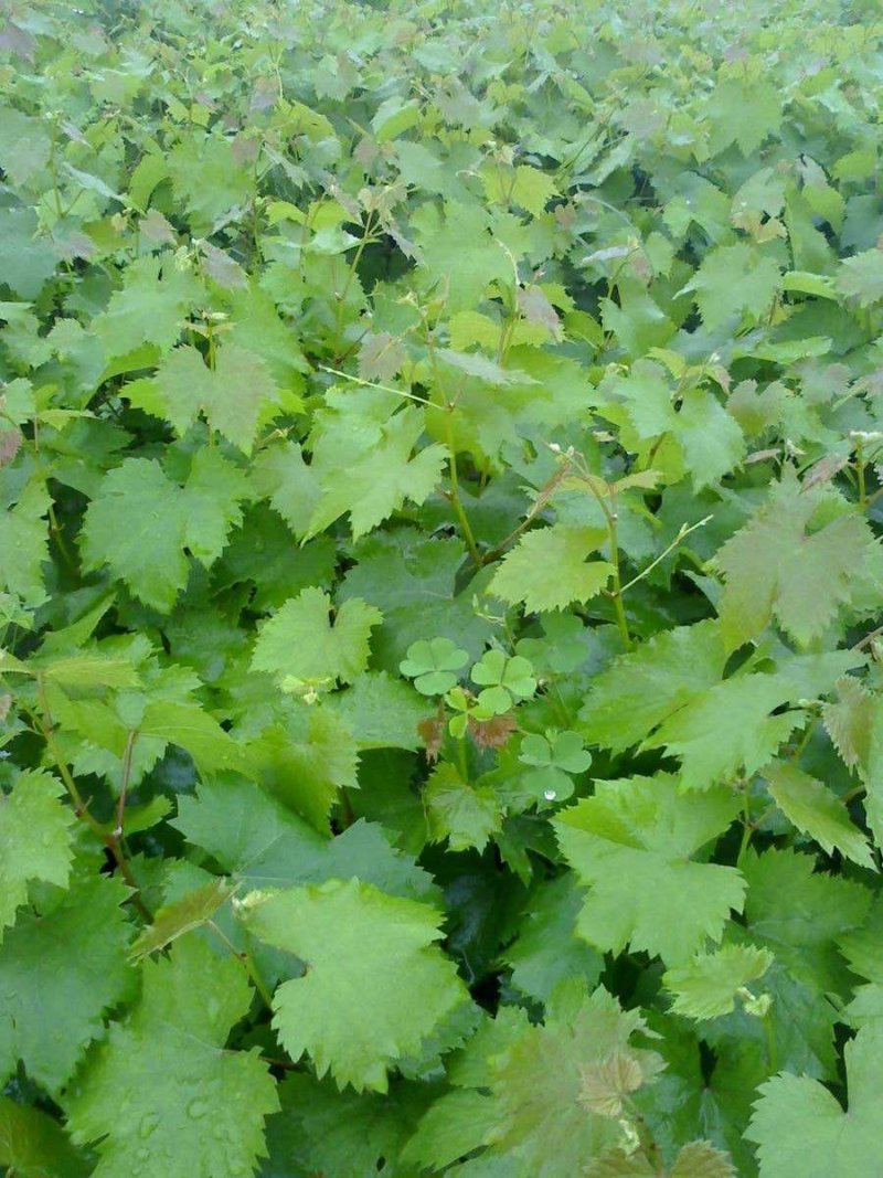 夏黑葡萄苗免费提供种植技术保湿邮寄量大优惠