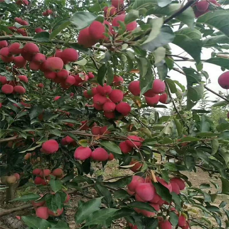 鲁丽苹果苗新品种口感超过红富品种保证纯度
