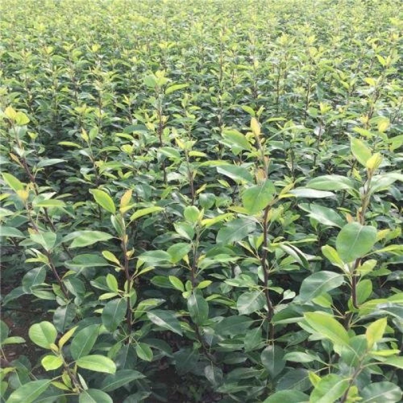 梨树苗新梨7号新品种口感好产量高保湿邮寄