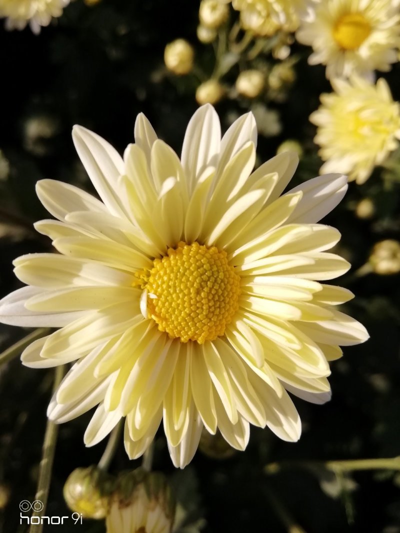 新鲜杭白菊