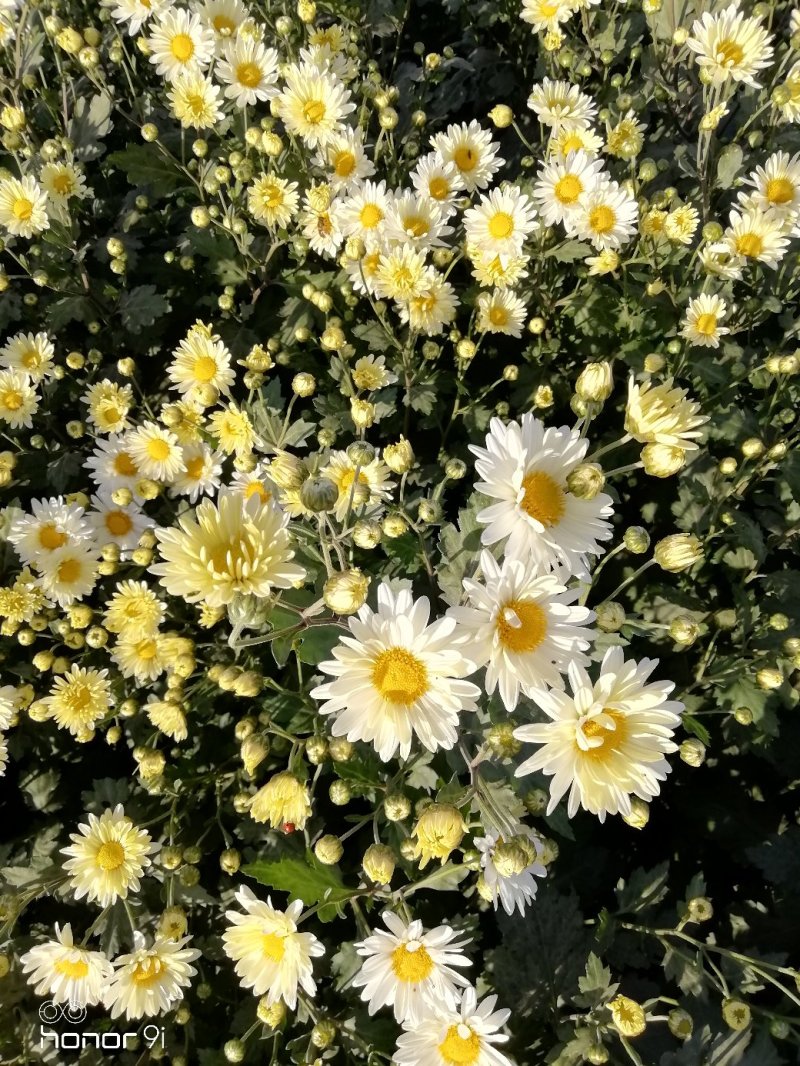 新鲜杭白菊