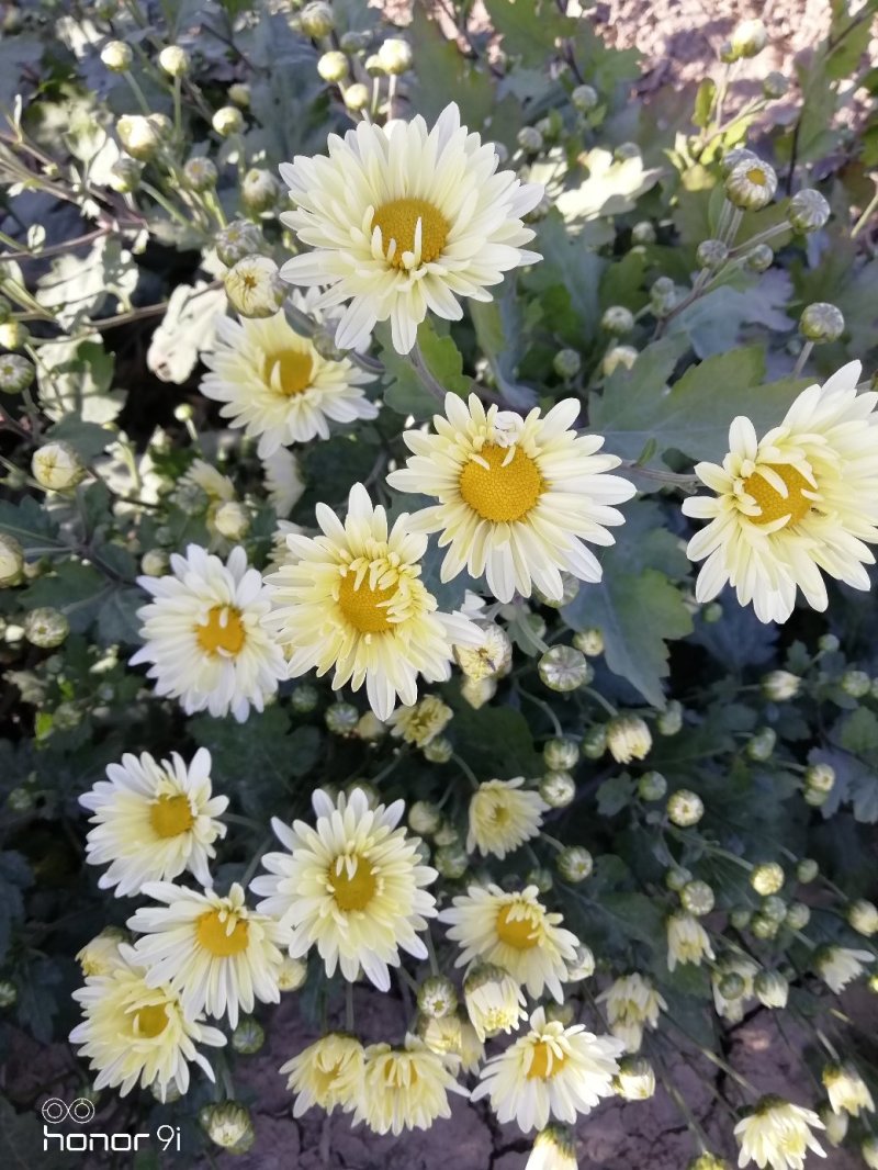 新鲜杭白菊