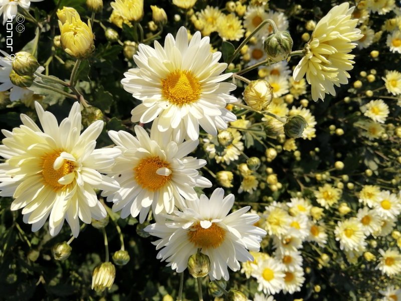 新鲜杭白菊