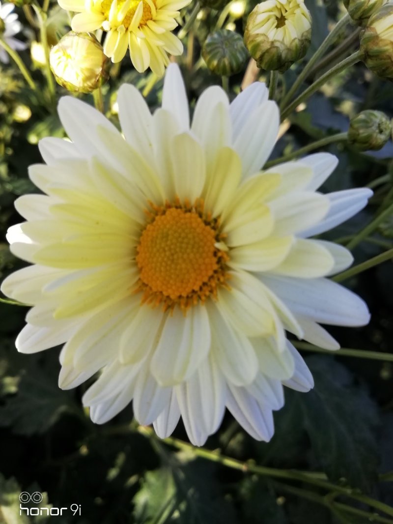 新鲜杭白菊