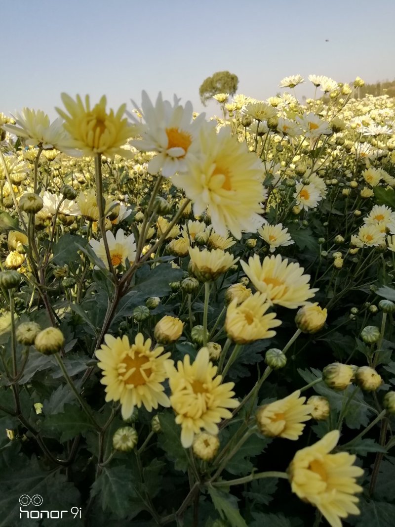 新鲜杭白菊
