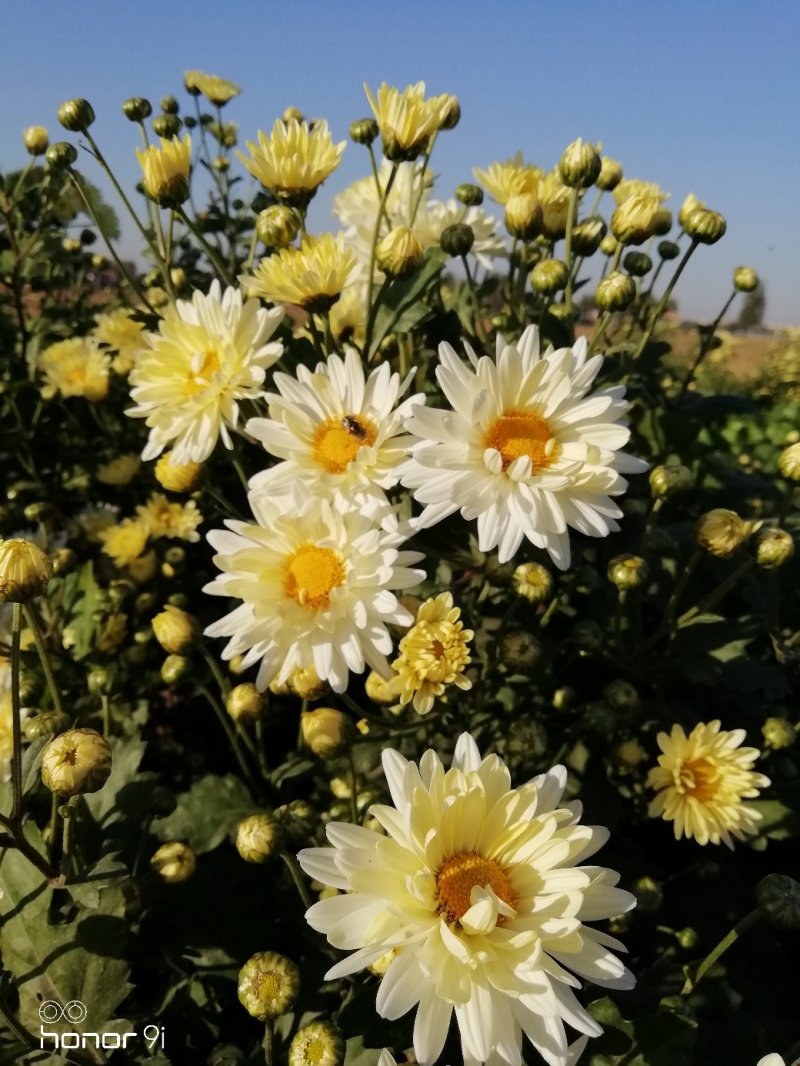 新鲜杭白菊