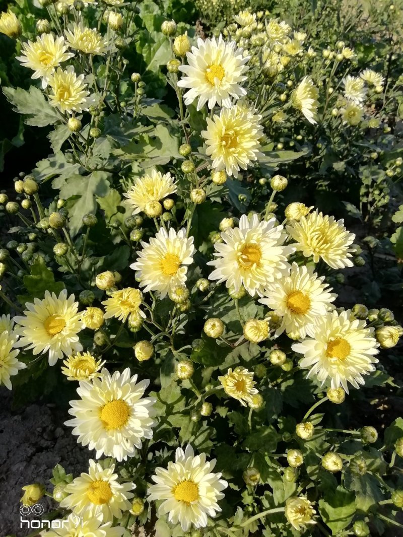 新鲜杭白菊