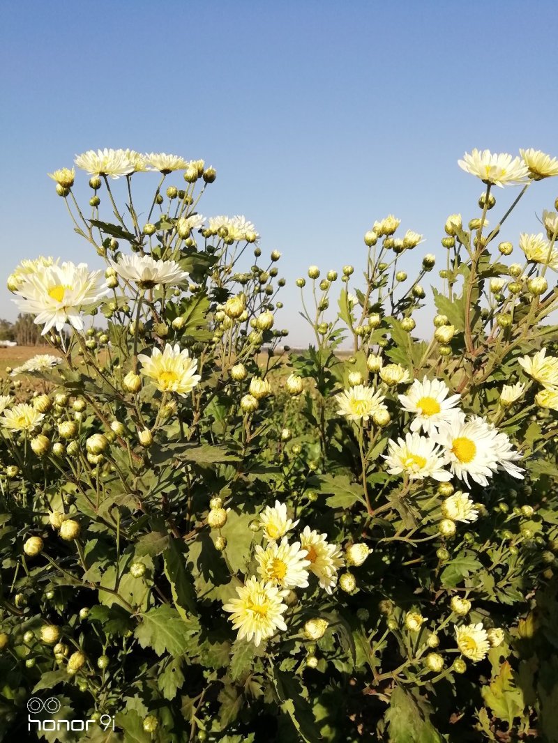 新鲜杭白菊