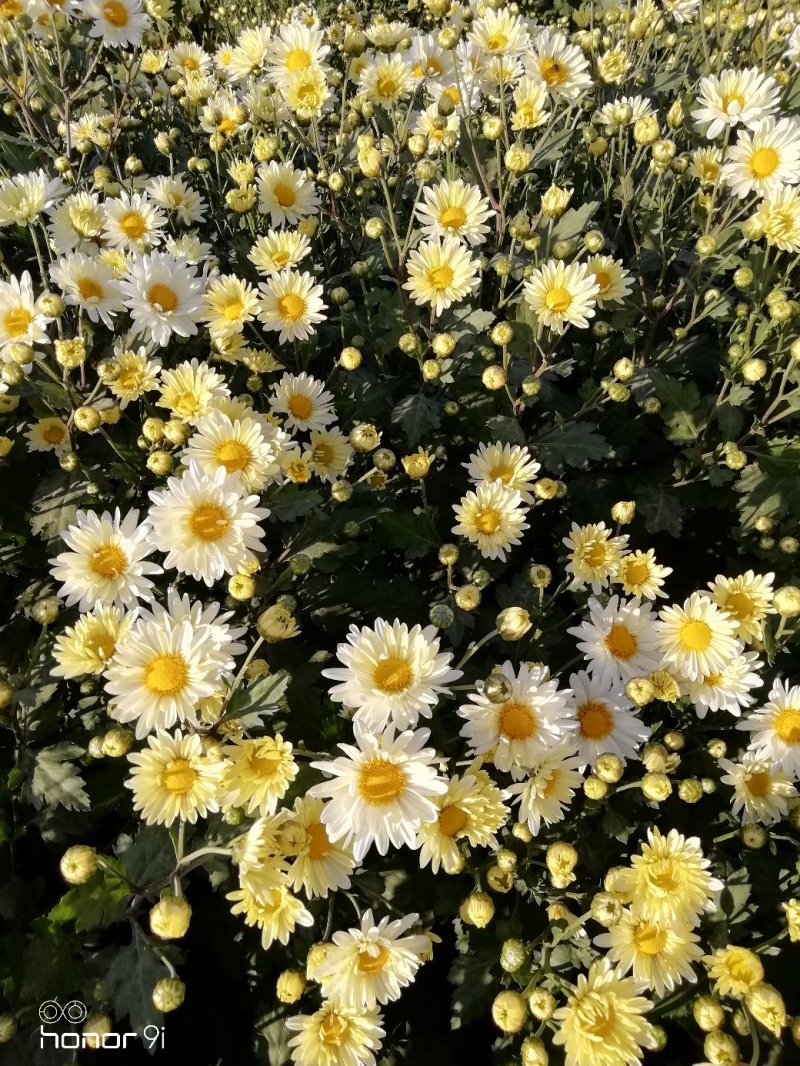 新鲜杭白菊