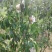 棠梨树苗根系发达，成活率高，容易嫁接，保湿邮寄