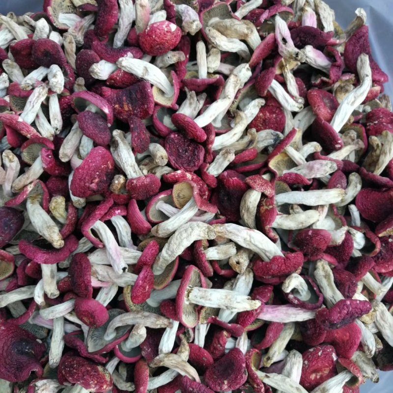 野生红菇标菇