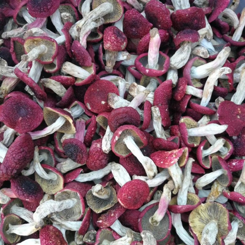 野生红菇标菇