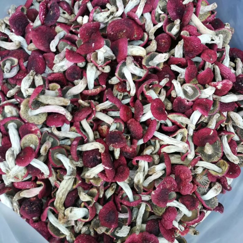 野生红菇标菇