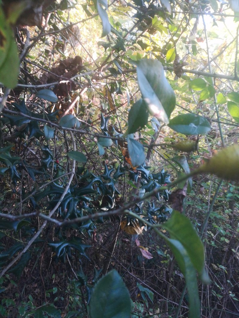 刺梨来自大别山深处货品