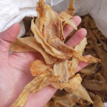 湛江硇洲220头黄花胶