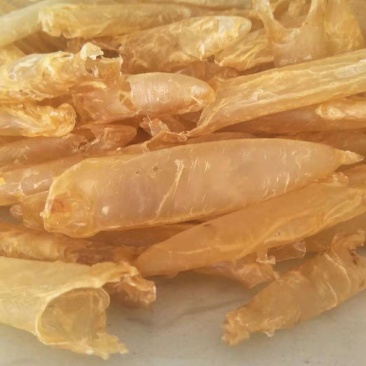 湛江硇洲100头黄花胶