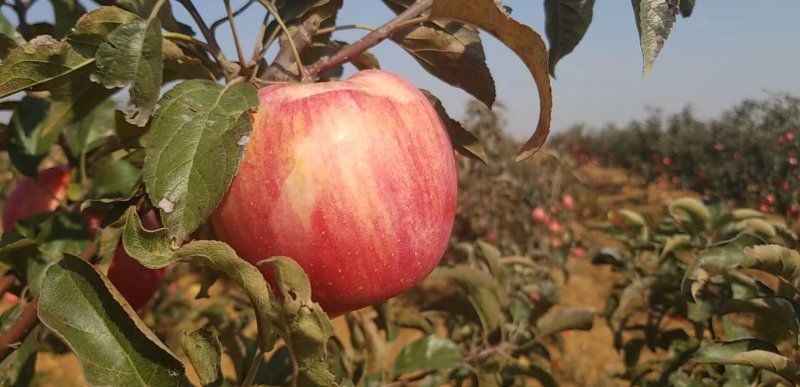 寒富苹果大量现货价格美丽速来抢购吧现在大量上市了需要来吧