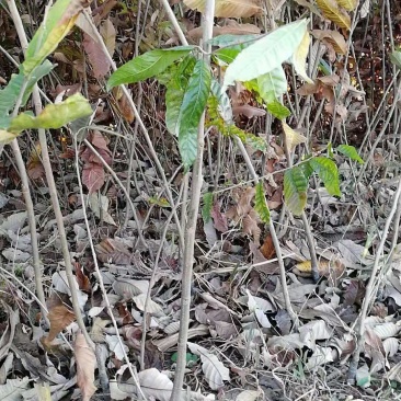 优质板栗苗泰山大板栗油板栗数量多50~80cm